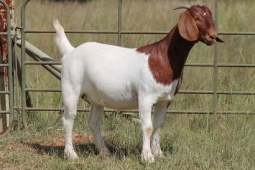 4X BOERBOK OOI/EWE FLOCK