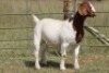 2X BOERBOK OOI/EWE FLOCK