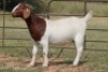 2X BOERBOK OOI/EWE FLOCK - 2