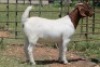 2X BOERBOK OOI/EWE FLOCK - 3