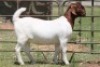 2X BOERBOK OOI/EWE FLOCK - 4