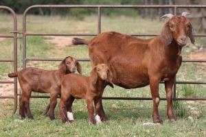 1+2X KALAHARI RED OOI/EWE FLOCK