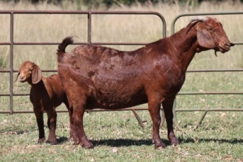 1+1X KALAHARI RED OOI/EWE FLOCK