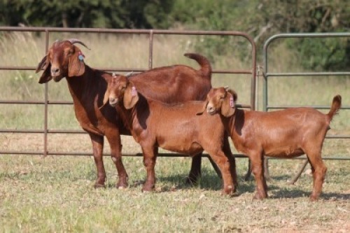 1+2X KALAHARI RED OOI/EWE FLOCK