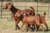 1+2X KALAHARI RED OOI/EWE FLOCK - 2