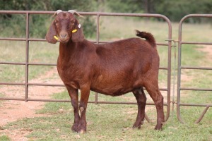 3X KALAHARI RED OOI/EWE FLOCK