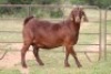3X KALAHARI RED OOI/EWE FLOCK - 2