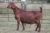 3X KALAHARI RED OOI/EWE FLOCK - 3
