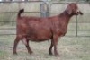 3X KALAHARI RED OOI/EWE FLOCK - 4