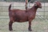 3X KALAHARI RED OOI/EWE FLOCK - 5