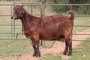 1X KALAHARI RED OOI/EWE FLOCK