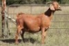 2X KALAHARI RED OOI/EWE 
16056 - S # 133/110 - 2