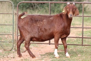 3X KALAHARI RED OOI/EWE FLOCK FLOCK (PAY PER ANIMAL TO TAKE ALL)