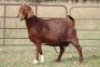 3X KALAHARI RED OOI/EWE FLOCK FLOCK (PAY PER ANIMAL TO TAKE ALL) - 2