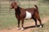 3X KALAHARI RED OOI/EWE FLOCK FLOCK (PAY PER ANIMAL TO TAKE ALL) - 3