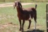3X KALAHARI RED OOI/EWE FLOCK FLOCK (PAY PER ANIMAL TO TAKE ALL) - 4