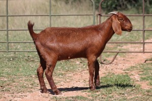 3X KALAHARI RED OOI/EWE (PAY PER ANIMAL TO TAKE ALL)