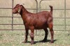 3X KALAHARI RED OOI/EWE (PAY PER ANIMAL TO TAKE ALL) - 2