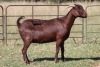 3X KALAHARI RED OOI/EWE (PAY PER ANIMAL TO TAKE ALL) - 3