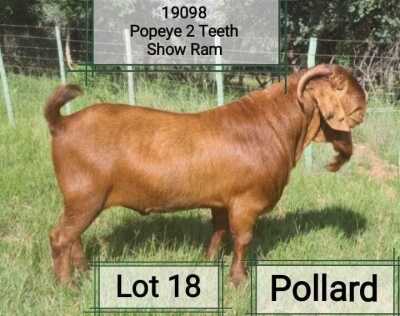 LOT 18 1X RAM Dhidejak Kalahari Reds STOET