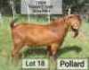 LOT 18 1X RAM Dhidejak Kalahari Reds STOET
