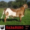 LOT 41 1X MEATMASTER RAM COLLEN MEATMASTERS - 4