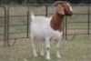 4+1X BOERBOK OOI/EWE FLOCK FLOCK (PAY PER ANIMAL TO TAKE ALL) - 4