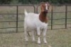 4+1X BOERBOK OOI/EWE FLOCK FLOCK (PAY PER ANIMAL TO TAKE ALL) - 5
