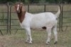 4+1X BOERBOK OOI/EWE FLOCK FLOCK (PAY PER ANIMAL TO TAKE ALL) - 6