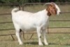 4+1X BOERBOK OOI/EWE FLOCK FLOCK (PAY PER ANIMAL TO TAKE ALL) - 7