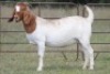 4+1X BOERBOK OOI/EWE FLOCK FLOCK (PAY PER ANIMAL TO TAKE ALL) - 9