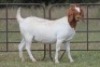 4+1X BOERBOK OOI/EWE FLOCK FLOCK (PAY PER ANIMAL TO TAKE ALL) - 10