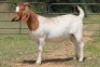 4+1X BOERBOK OOI/EWE FLOCK FLOCK (PAY PER ANIMAL TO TAKE ALL) - 11