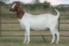 4+1X BOERBOK OOI/EWE FLOCK FLOCK (PAY PER ANIMAL TO TAKE ALL) - 2