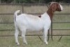 4+1X BOERBOK OOI/EWE FLOCK FLOCK (PAY PER ANIMAL TO TAKE ALL) - 6