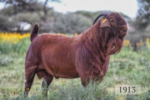 LOT 23 1X RAM Diamantveld Kalahari Reds KUDDE