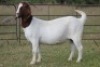 4X BOERBOK OOI/EWE 6195
15049 S 150289
16029 - K
16114 - K - 4