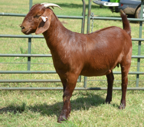 LOT 70 1X OOI/EWE Fermar Kalahari Reds STOET 