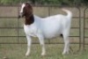4X BOERBOK OOI/EWE 6195
15049 S 150289
16029 - K
16114 - K - 5