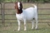 4X BOERBOK OOI/EWE 6195
15049 S 150289
16029 - K
16114 - K - 6