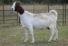 4X BOERBOK OOI/EWE 6195
15049 S 150289
16029 - K
16114 - K - 8