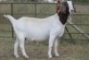 4X BOERBOK OOI/EWE FLOCK FLOCK (PAY PER ANIMAL TO TAKE ALL) - 8