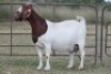 4X BOERBOK OOI/EWE FLOCK FLOCK (PAY PER ANIMAL TO TAKE ALL) - 2