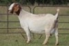 4X BOERBOK OOI/EWE FLOCK FLOCK (PAY PER ANIMAL TO TAKE ALL) - 4