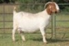 4X BOERBOK OOI/EWE FLOCK FLOCK (PAY PER ANIMAL TO TAKE ALL) - 7