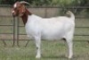 4X BOERBOK OOI/EWE FLOCK FLOCK (PAY PER ANIMAL TO TAKE ALL) - 8