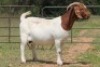 4X BOERBOK OOI/EWE FLOCK FLOCK (PAY PER ANIMAL TO TAKE ALL) - 10