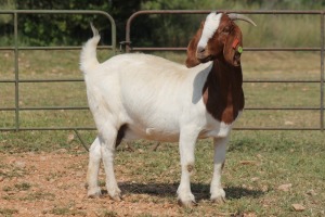 4X BOERBOK OOI/EWE FLOCK FLOCK (PAY PER ANIMAL TO TAKE ALL)