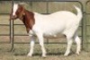 4X BOERBOK OOI/EWE FLOCK FLOCK (PAY PER ANIMAL TO TAKE ALL) - 2