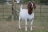 4X BOERBOK OOI/EWE FLOCK FLOCK (PAY PER ANIMAL TO TAKE ALL) - 3